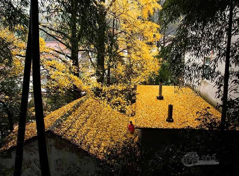 黃葉紛飛、夕陽晚照.jpg